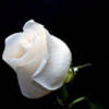 mzcela7